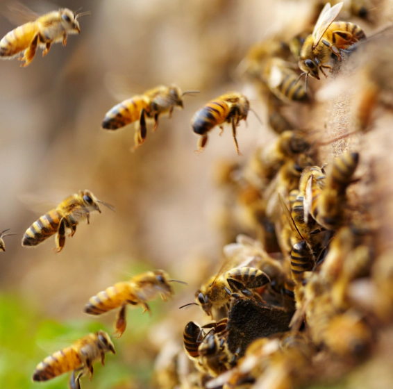 General Pest Control (1)