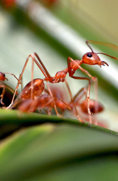 ant control