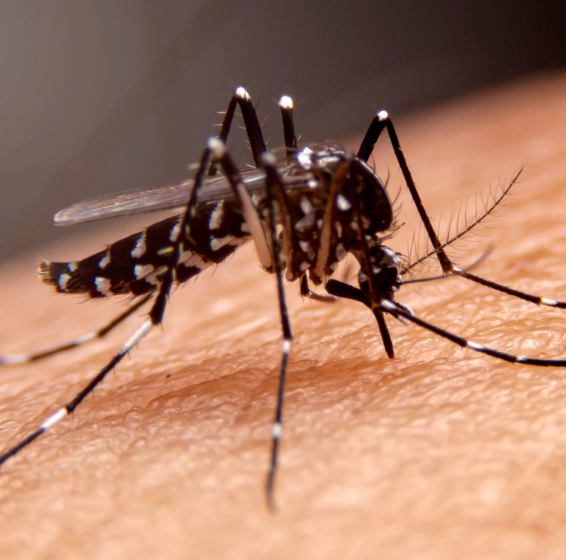 flying insect removal (1)