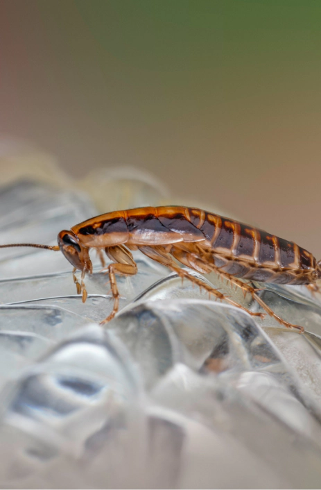 roaches control