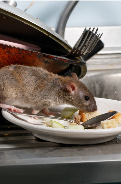 rodent control